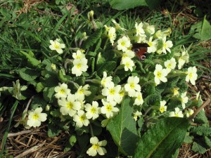 Primroses c. K.Gilliland